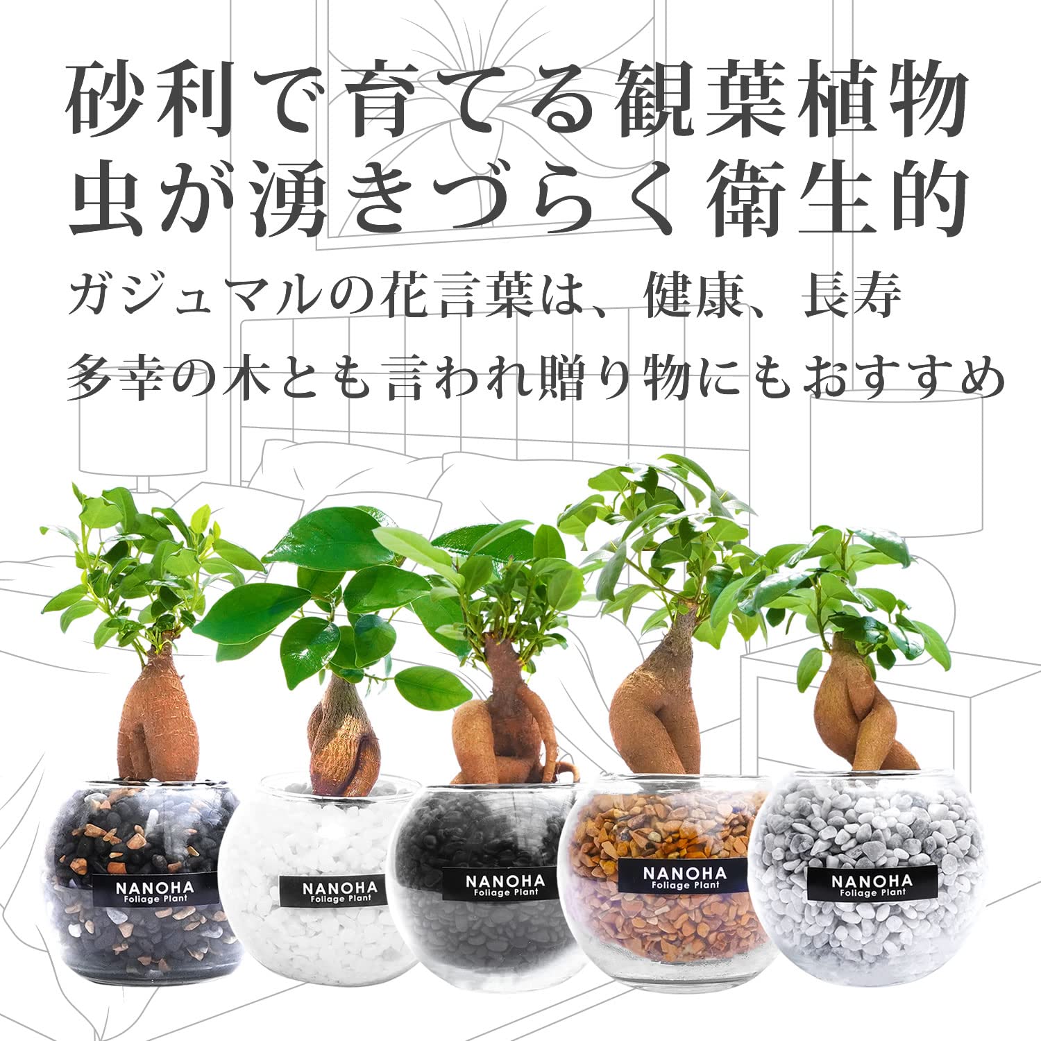Amazon｜ガジュマル 茶砂利 ガラスボール 土を使わず衛生的 観葉植物