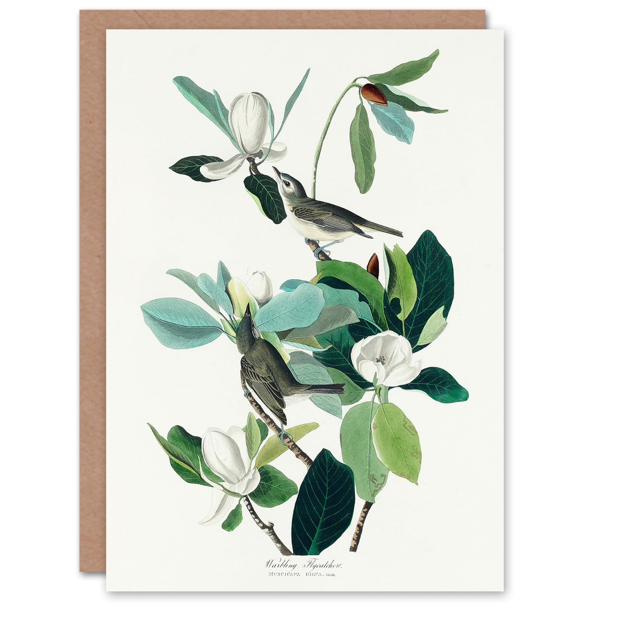 Artery8 John James Audubon Art Card Warbling Flycatcher and Magnolia Flowers