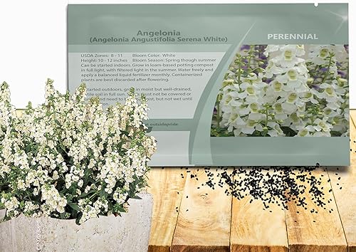 Outsidepride Serena White Angelonia - Semillas de dragón para plantar, 30 semillas de flores perennes, aptas para polinizadores, tolerantes al