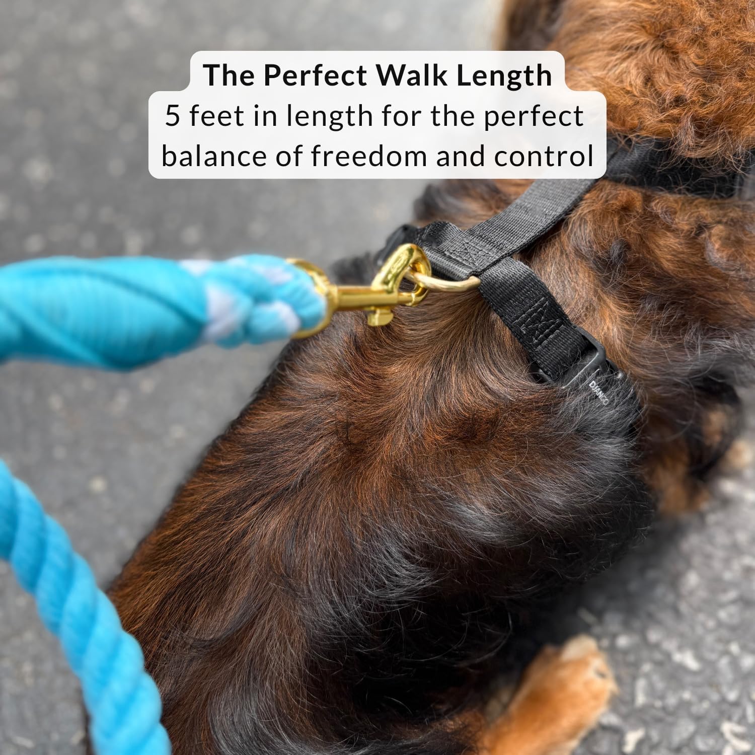 DJANGO Cotton Rope Dog Leash 5ft – Handcrafted Dog Leash and Blue Ombre Braided Leash for Small, Medium, Large Dogs – Durable 5 Foot Training Lead with Gold Hardware and Whipped Ends – Pacific Blue