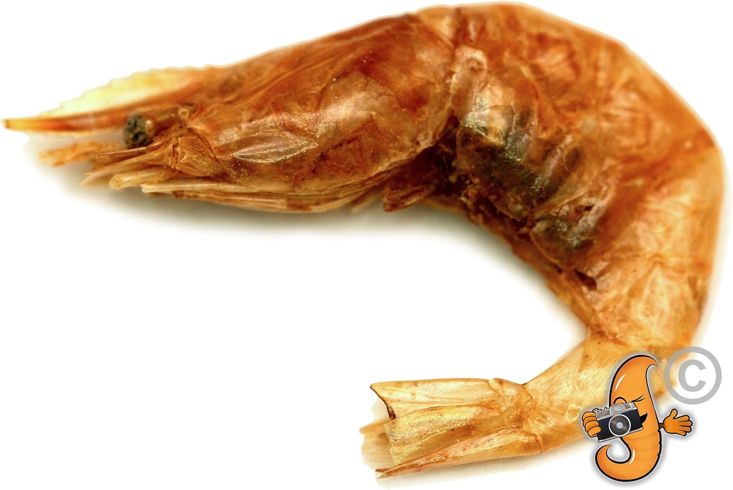 Chubby Mealworms Dried Shrimp 1Kg, High Protein River Shrimps Treats - Image 5
