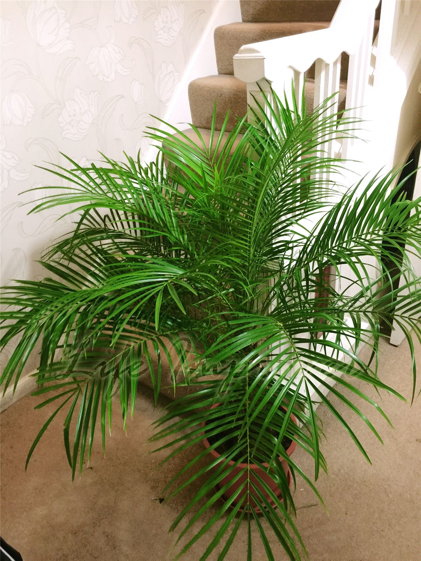 good small indoor potted plants Hardy Houseplants Duo, Small/Medium in Black | Grant