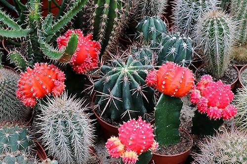 Miniatura 5 de Semillas Cactus (Cacti) Mix - Orgánico