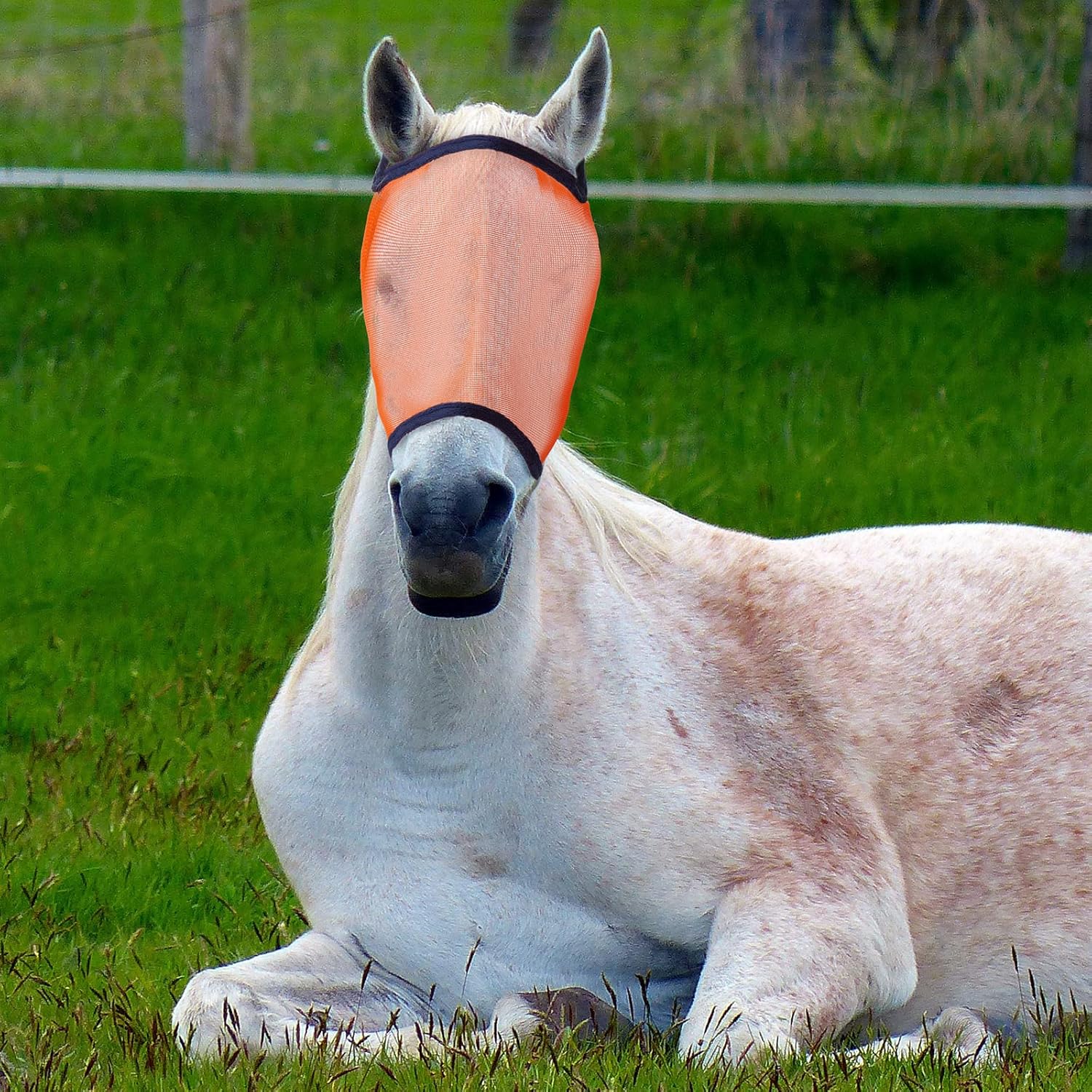 2 Pieces Horse Mask Protective Equine Mask Adjustable Comfort Horse Masks, L, Orange, Pink : Pet Supplies