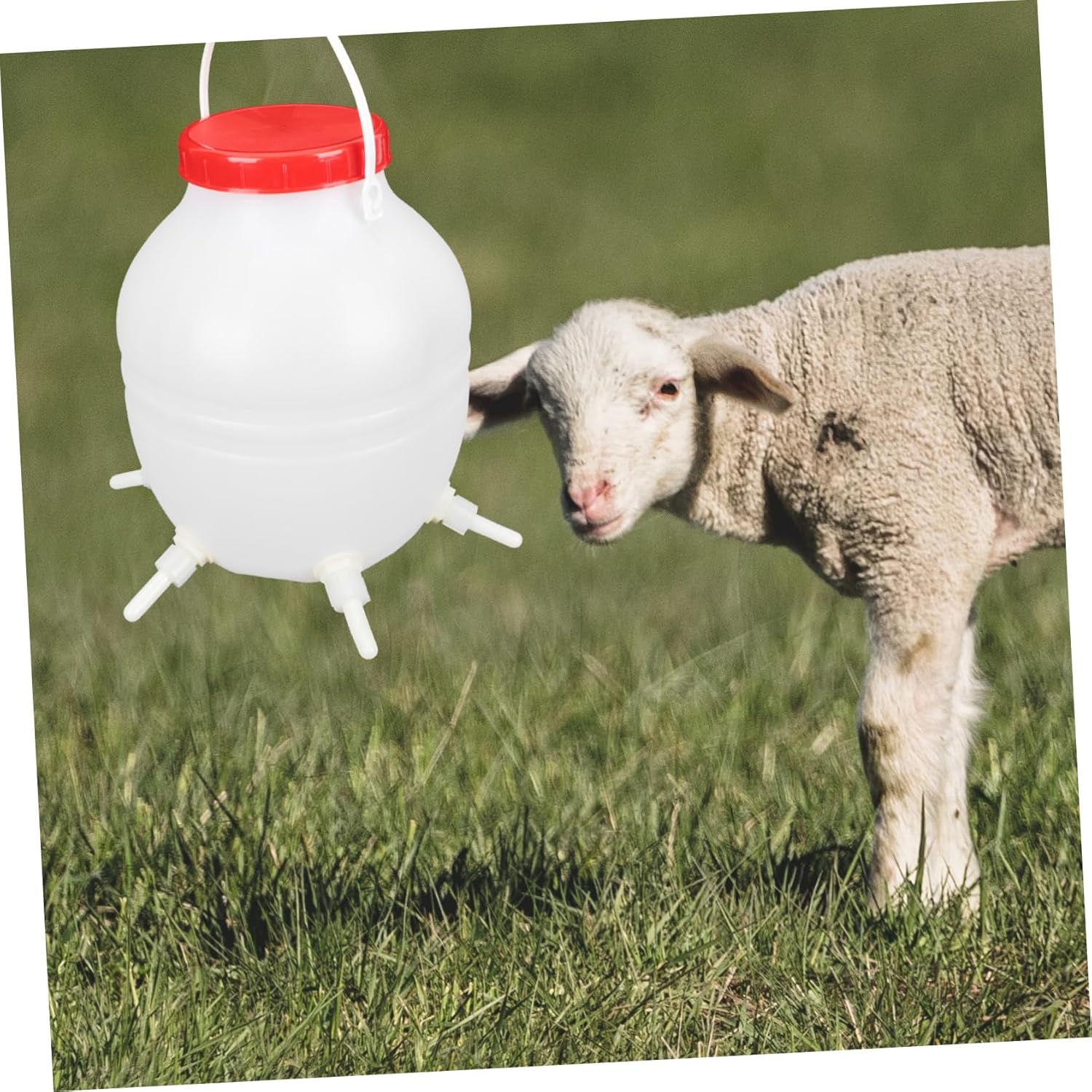 Lamb Milk Bucket Calf Feeding Bottle Silicone Nipples Nursing Feeder for Orphaned Lambs Goat Sheep Pigs Cattle