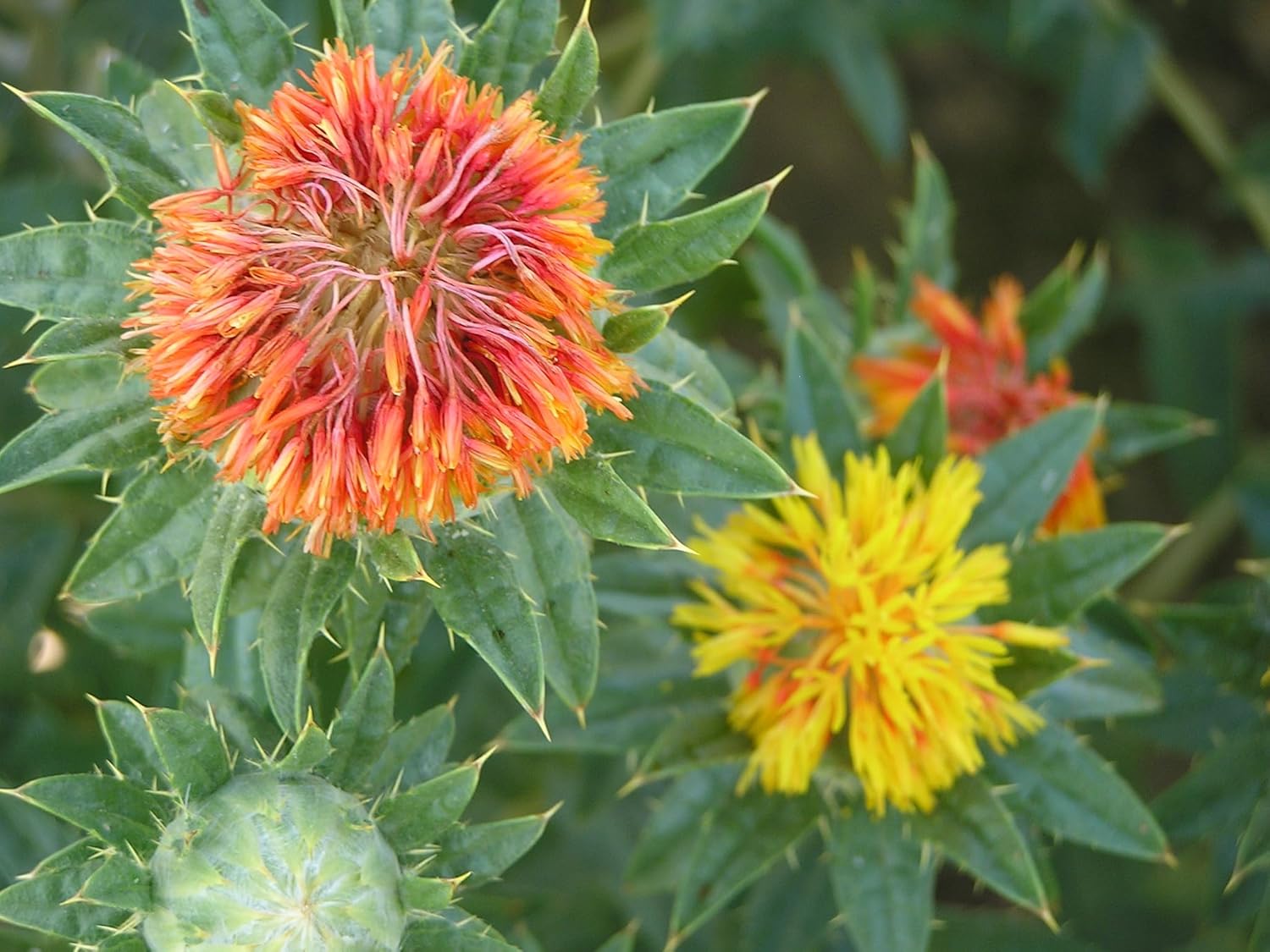 USA-Grown Safflower Bird Seed, 20 lbs (1x20 lb Bag), 100% Fumigation-Free, Premium Bright White, Non-GMO, Locally Sourced, No Imported Seed