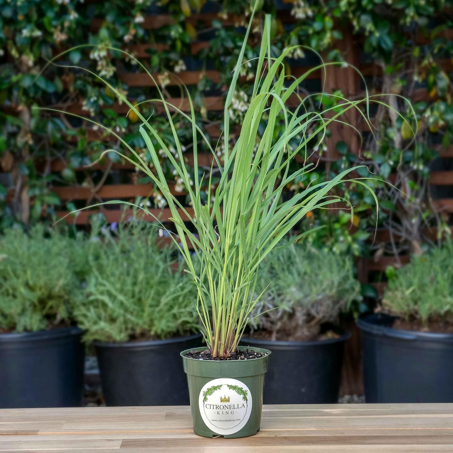 2 Lemongrass, Live Plant in 4-inch Pots, Cymbopogon Citratus, West Indian Lemongrass, Fully Rooted for Kitchen Garden
