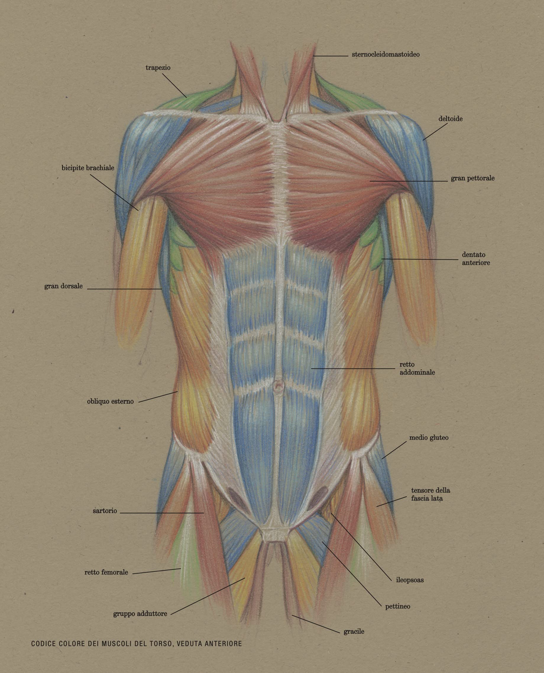 Fondamenti di anatomia artistica