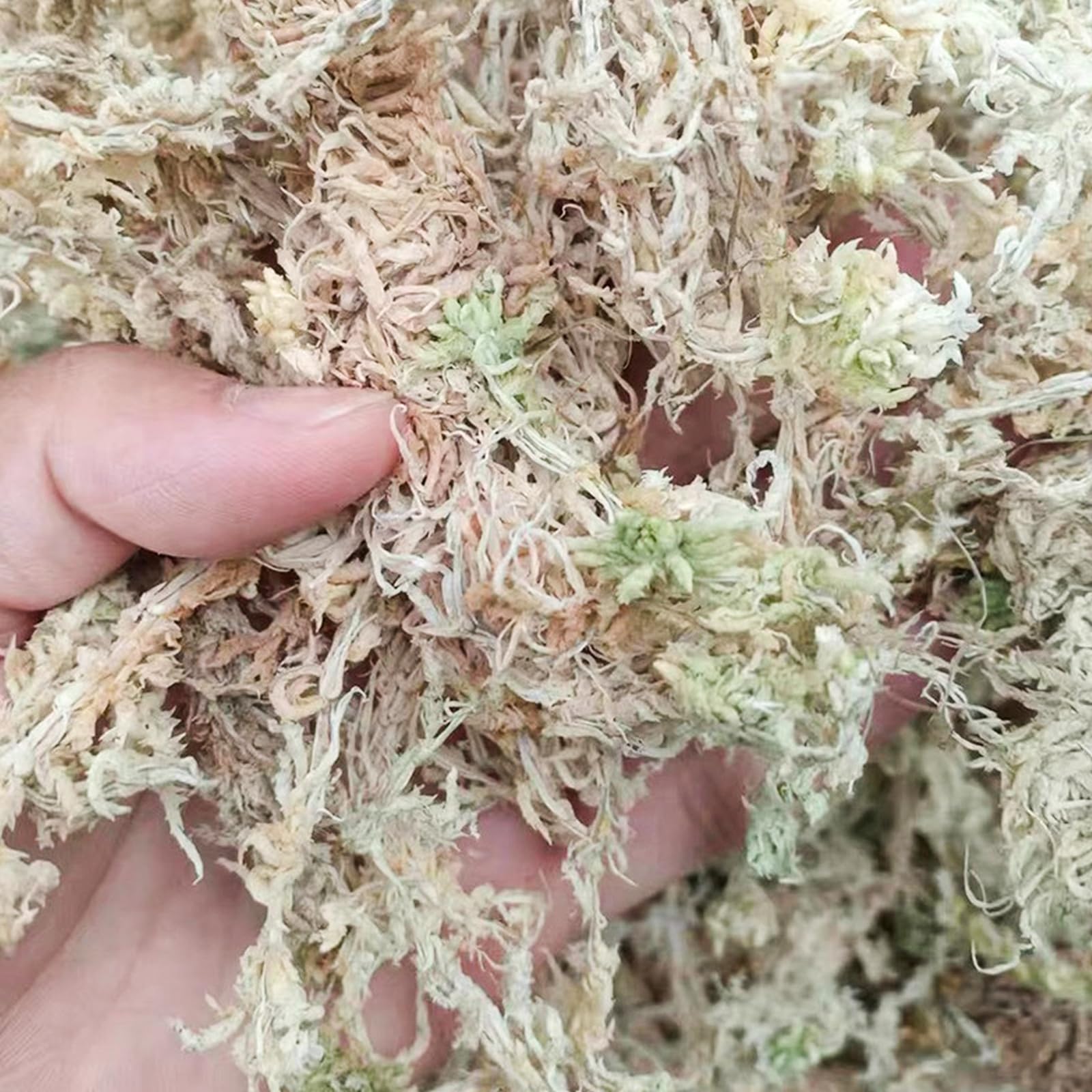CATELL 190 g de musgo Sphagnum para plantas, terrario, tortuga y plantas de interior