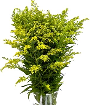 20 Fresh Solidago Carzan Glory Gifts for home decoration birthdays anniversaries healing sympathy, friendship and love