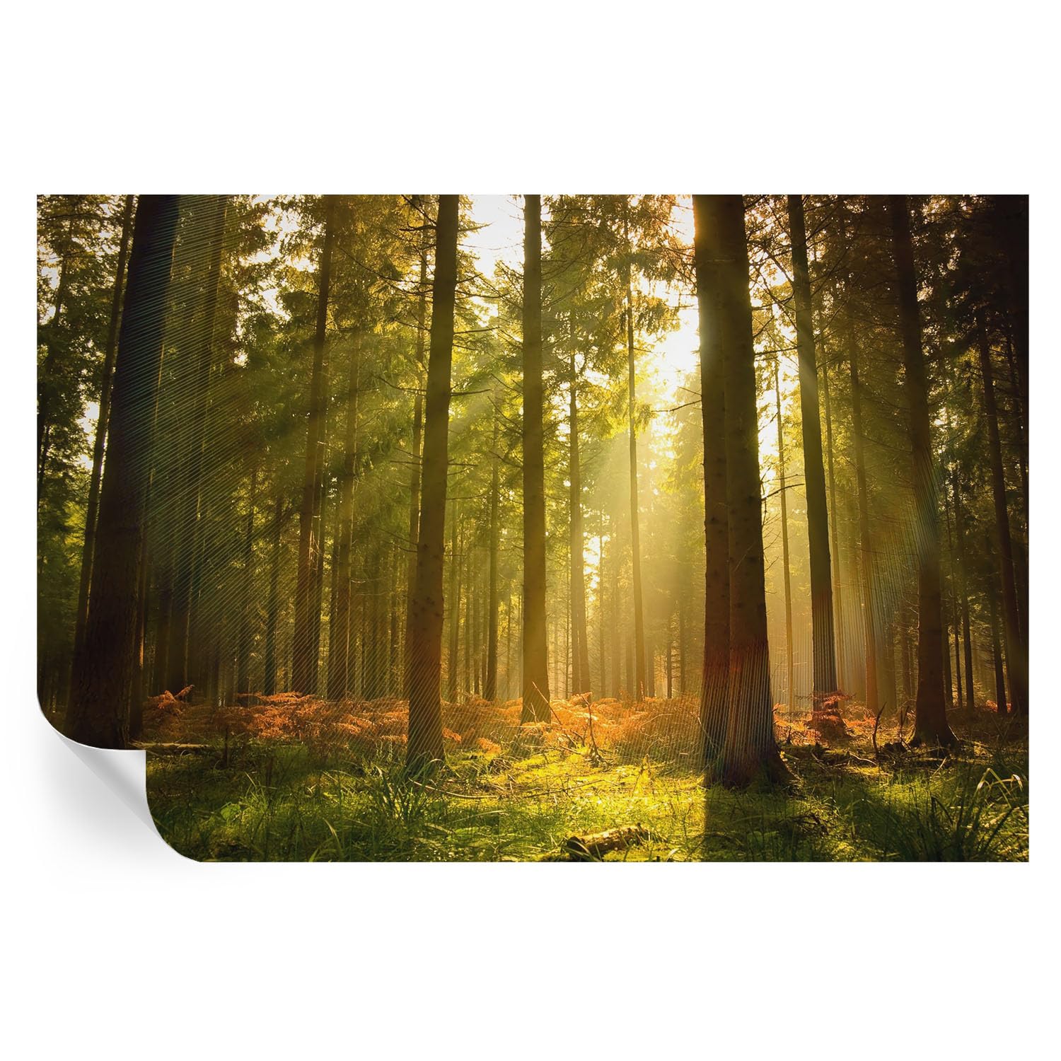 Revestimiento de pared autoadhesivo de alta densidad texturizado motivo bosque brumoso