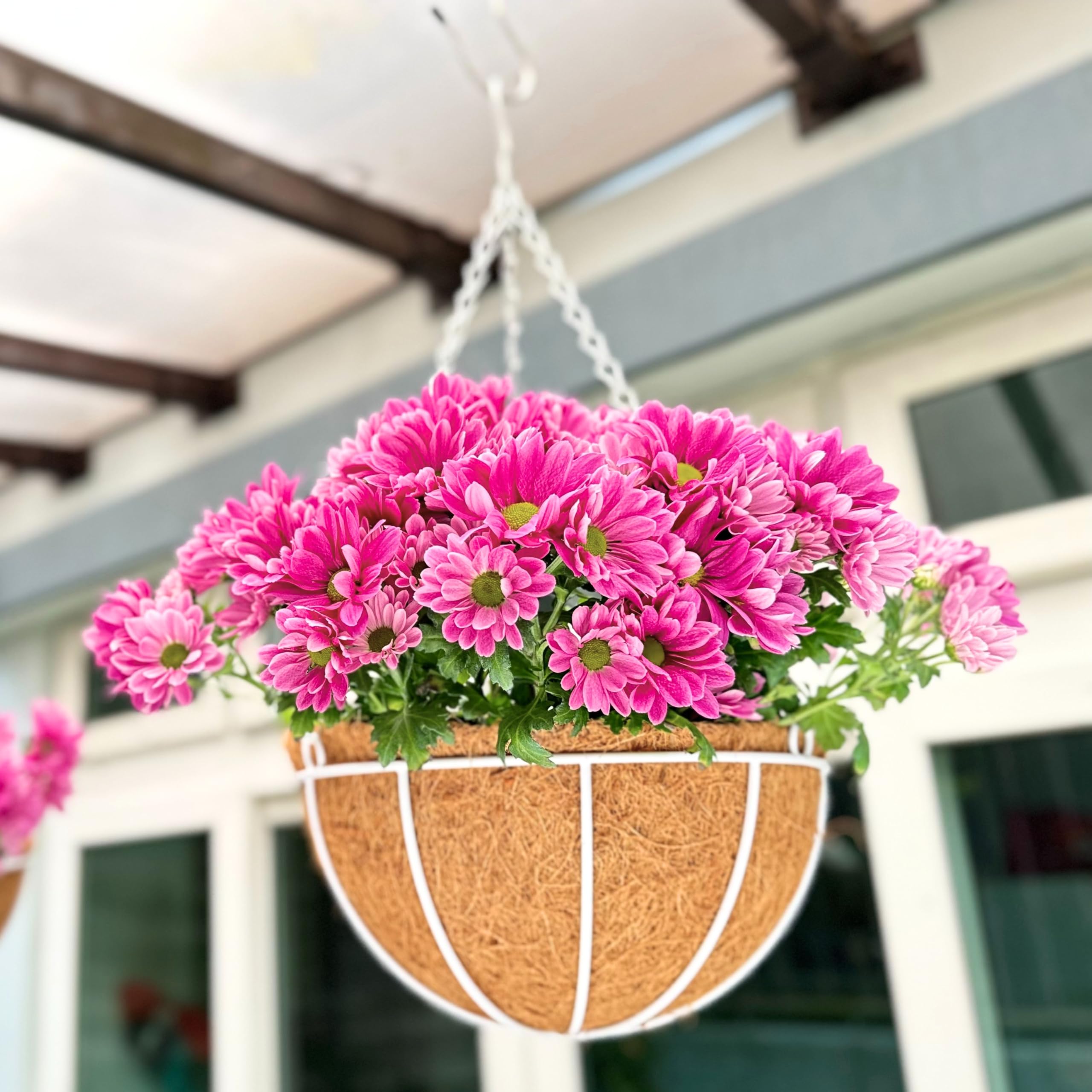 Amazon.com: LaLaGreen Hanging Baskets Outdoor (4 Pack, 14 Inch) Extra Large  White Hanging Planter with Coco Liner Round Flower Pot, Black Metal Wire  Plant Holder Hook Deck Porch Farmhouse Garden Balcony Decor :