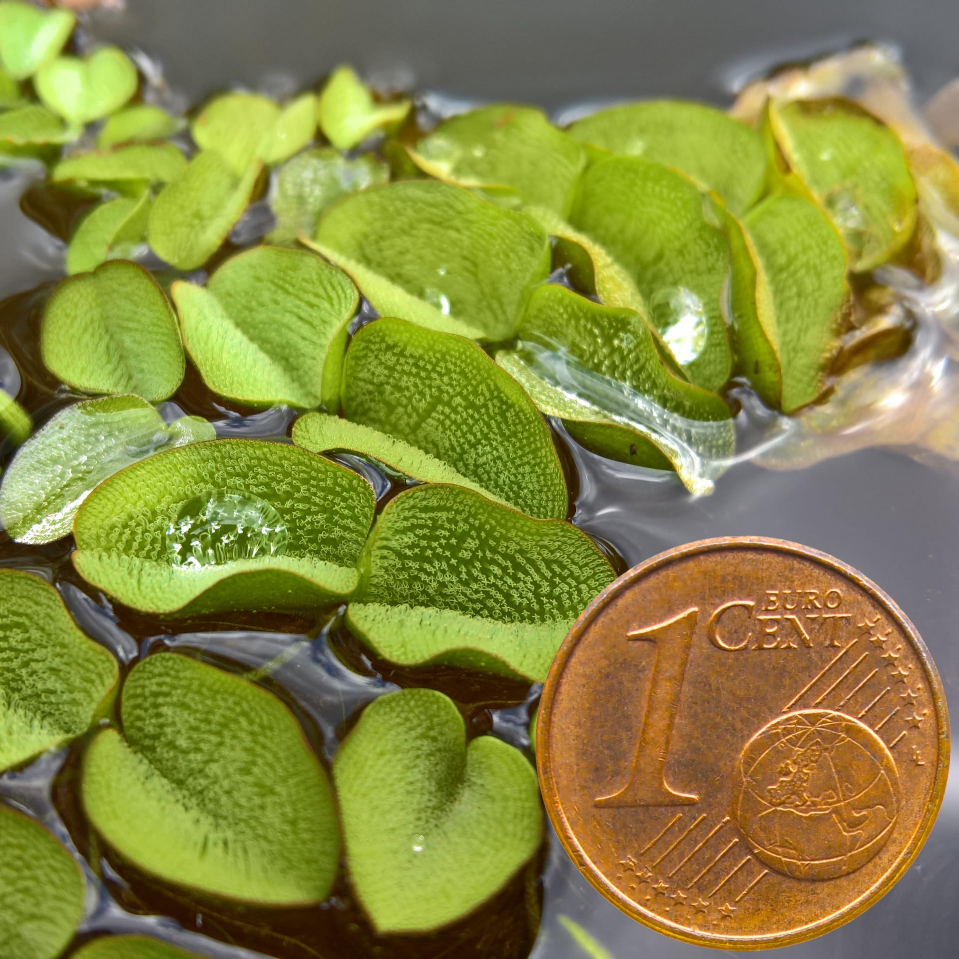 WASSERPFLANZEN WOLFF - Salvinia minima - Schwimmfarn - Schutz für Fische - auch als Tischdekoration