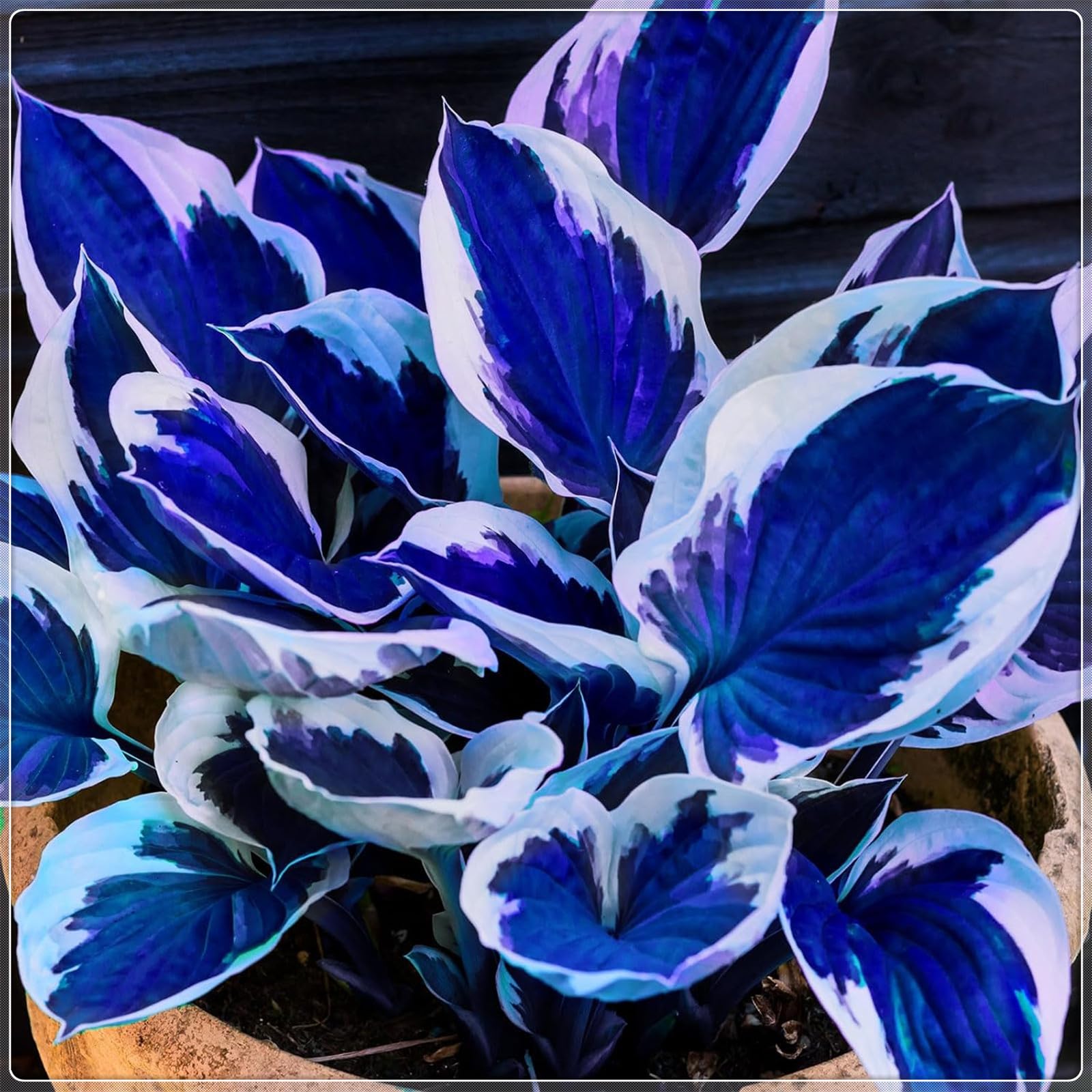 Excellent Display, Easy to Plant, Wedding Flowers, Greening Flower,Hosta Rhizome，Flowering Rhizome,Hostas for Planting, Bloom Year After Year-4 Bulbs-F