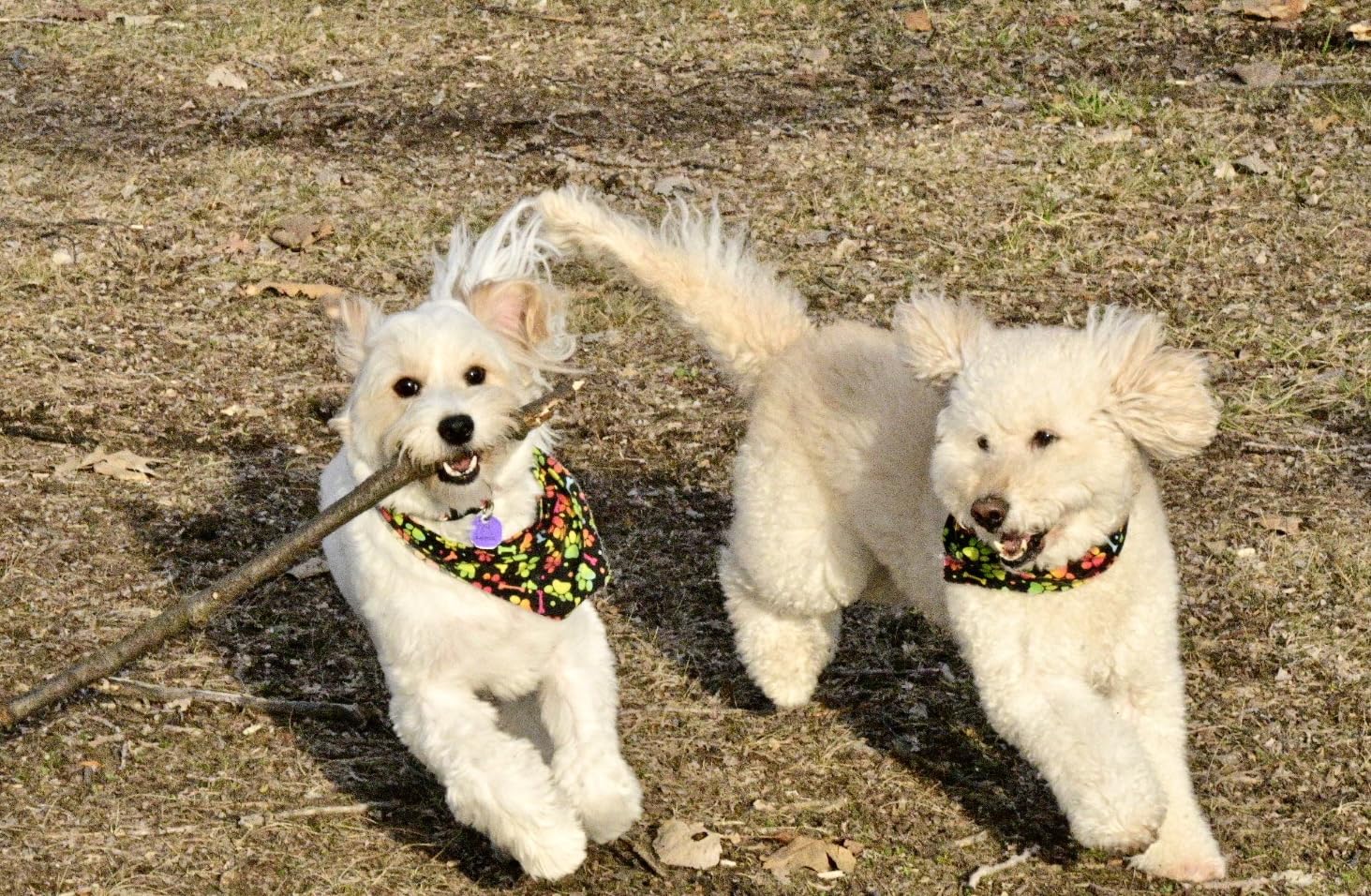 Quality professional grade camera