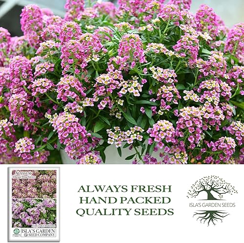 Miniatura 4 de Semillas de flores de Alyssum dulce rosa enano, más de 1000 semillas de flores por paquete, semillas de jardín de Isla (semillas de jardín de Isla),