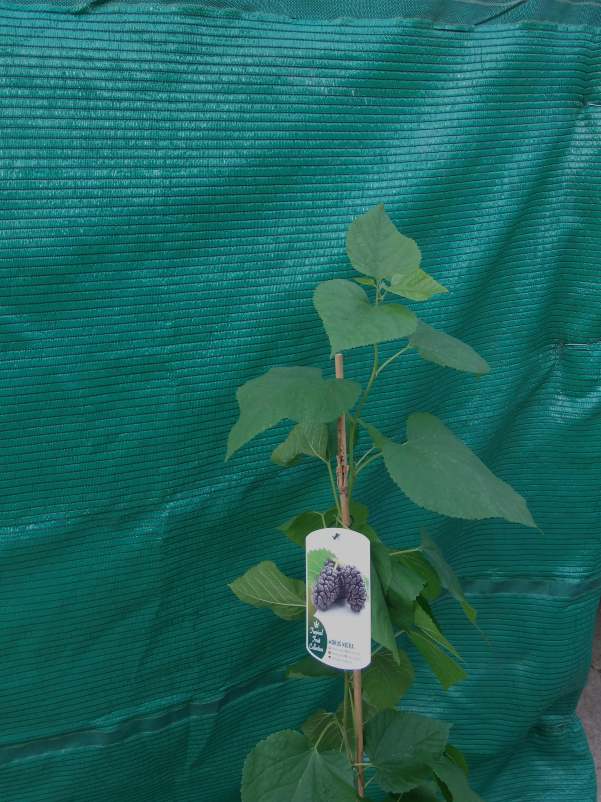 Morera Morus nigra aprox. 120-140 cm