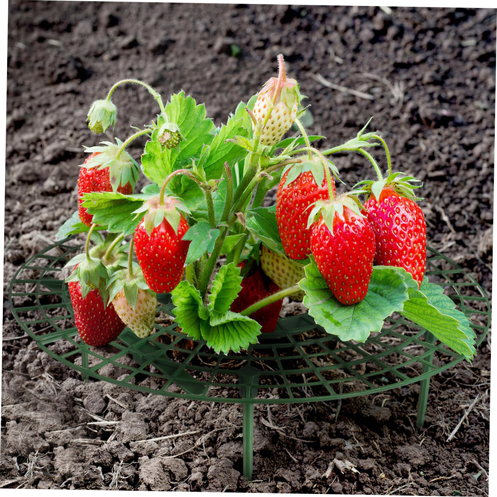Toyvian 6 Pièces Stand De Fraises Structure De Support en Fraise Cadre De Culture De Fraises Supports De Culture De Fraises Cadre De Support De Fraise Support De Plantation Green Plastique