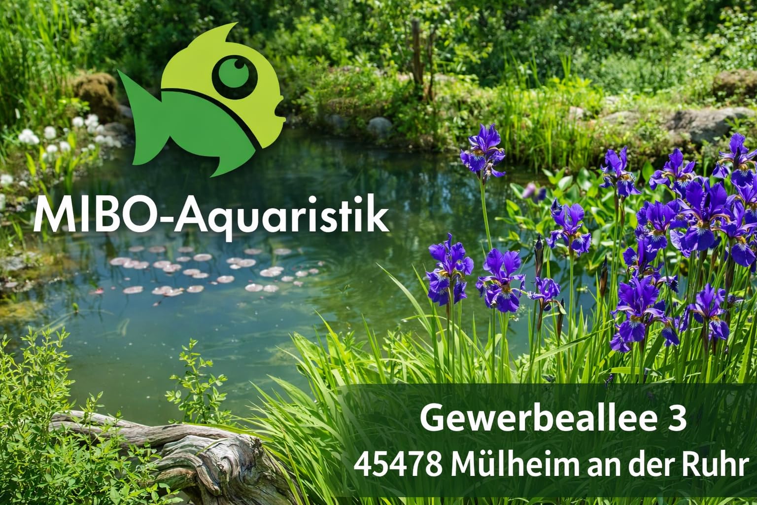 MIBO Fadenalgenvernichter Flüssig 5l für 150.000 Liter Teichwasser Fadenalgen Stopp