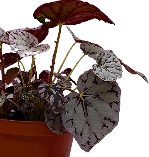 Miniatura 4 de BubbleBlooms Begonia Rex del dólar de plata en una Begonia Rey Pot de 6 pulgadas