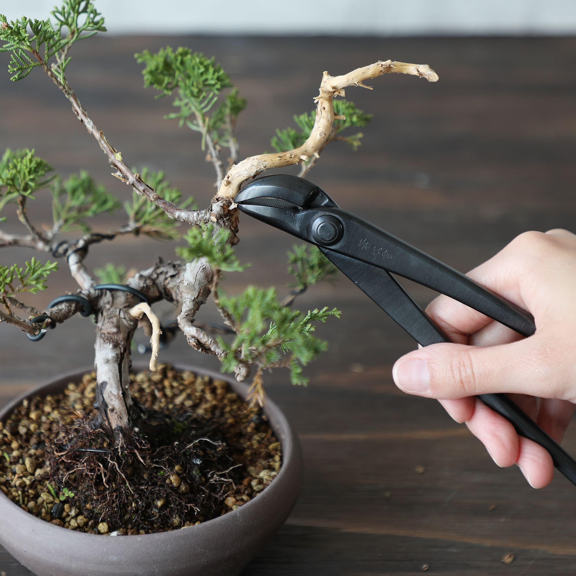 Wazakura Pinze per Filo Bonsai Forgiata a Mano Giappone Attrezzi Giardinaggio Giapponesi