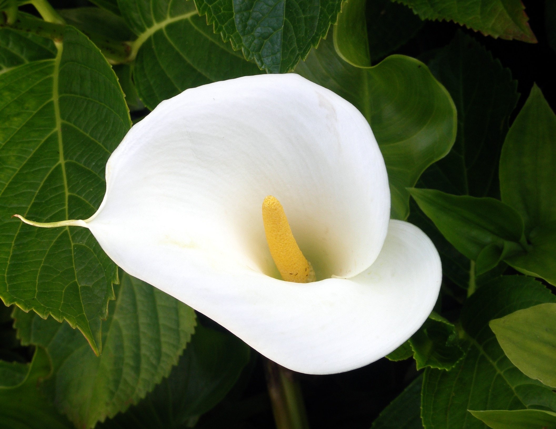 lilly❤︎‬ Amazon.com : 1098 Calla Lily, Zantedeschia aethiopica