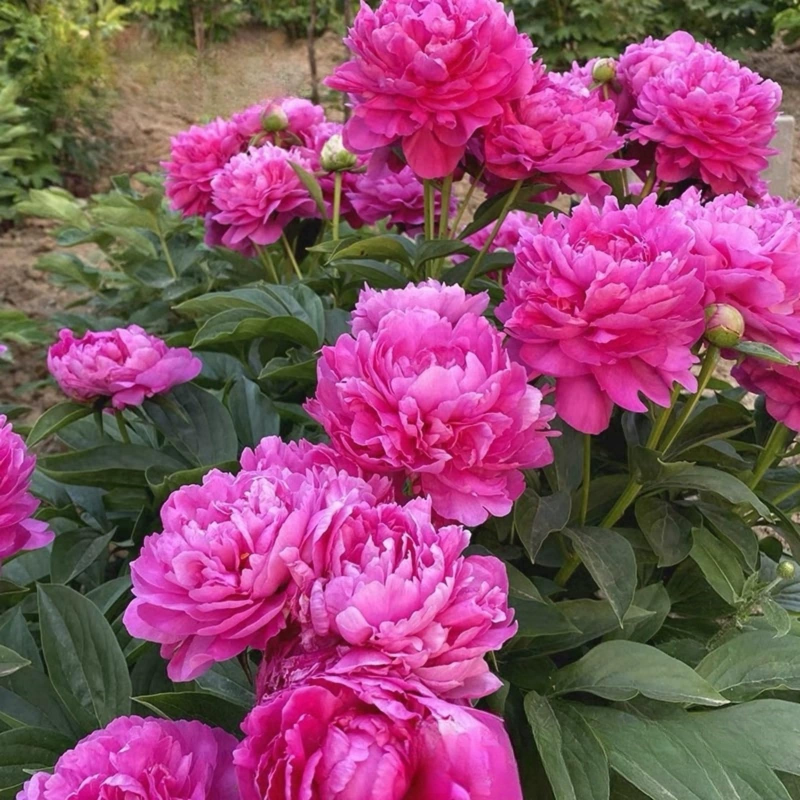 Peony Bulbs for Planting Now UK,Plant Bulbs, Good for Containers,Golden Jade Carving, Natural Organic/Wedding Flowers-3bulbs-G