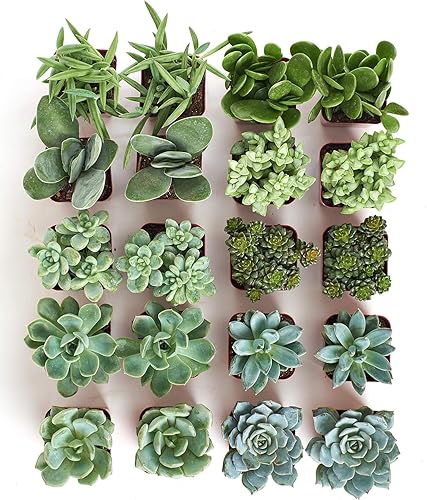 Miniatura 9 de Shop Succulents Colección de plantas suculentas azules y verdes, mini plantas suculentas vivas, bajo mantenimiento, mezcla de texturas, recuerdos de