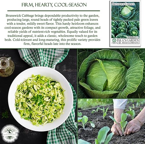 Miniatura 5 de Semillas de col Brunswick para plantar, más de 300 semillas de reliquia por paquete, semillas de jardín de Isla (semillas de jardín de Isla),