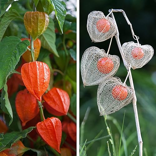 Miniatura 3 de CHUXAY GARDEN Physalis Alkekengi-Vejiga Cereza, Linterna China, Linterna Japonesa, Fresa Groundcherry, Cereza de Invierno 100 Semillas Solanáceas