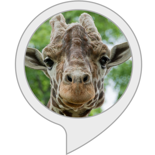 amazon-animal-guesser-alexa-skills