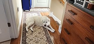 Review Image by Save a Life - Adopt A Pet Save a Life - Adopt A Pet