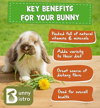 Bunny Bistro Complete Rabbit Mix 2kg | 100% Natural Forage Treat for Rabbits, Guinea Pigs, and Other Small Pets, Enrichment for Bunnies, Boredom Busting