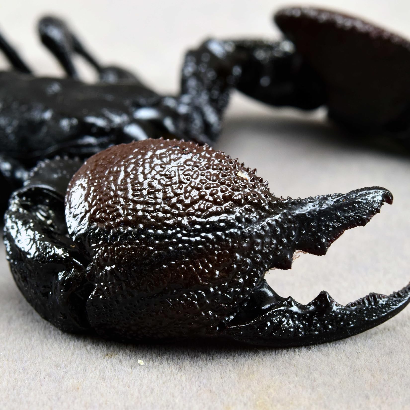 Amazon.co.jp: ダイオウサソリ 12CM 大王蠍 フィギュア サソリ 冷蔵庫