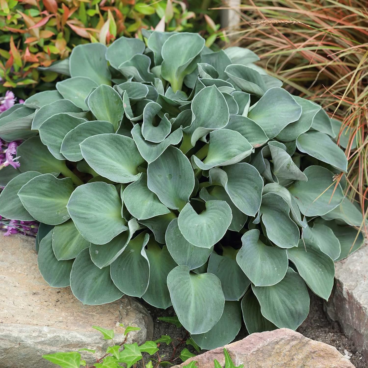 Eden Brothers Hosta Roots - Blue Mouse Ears