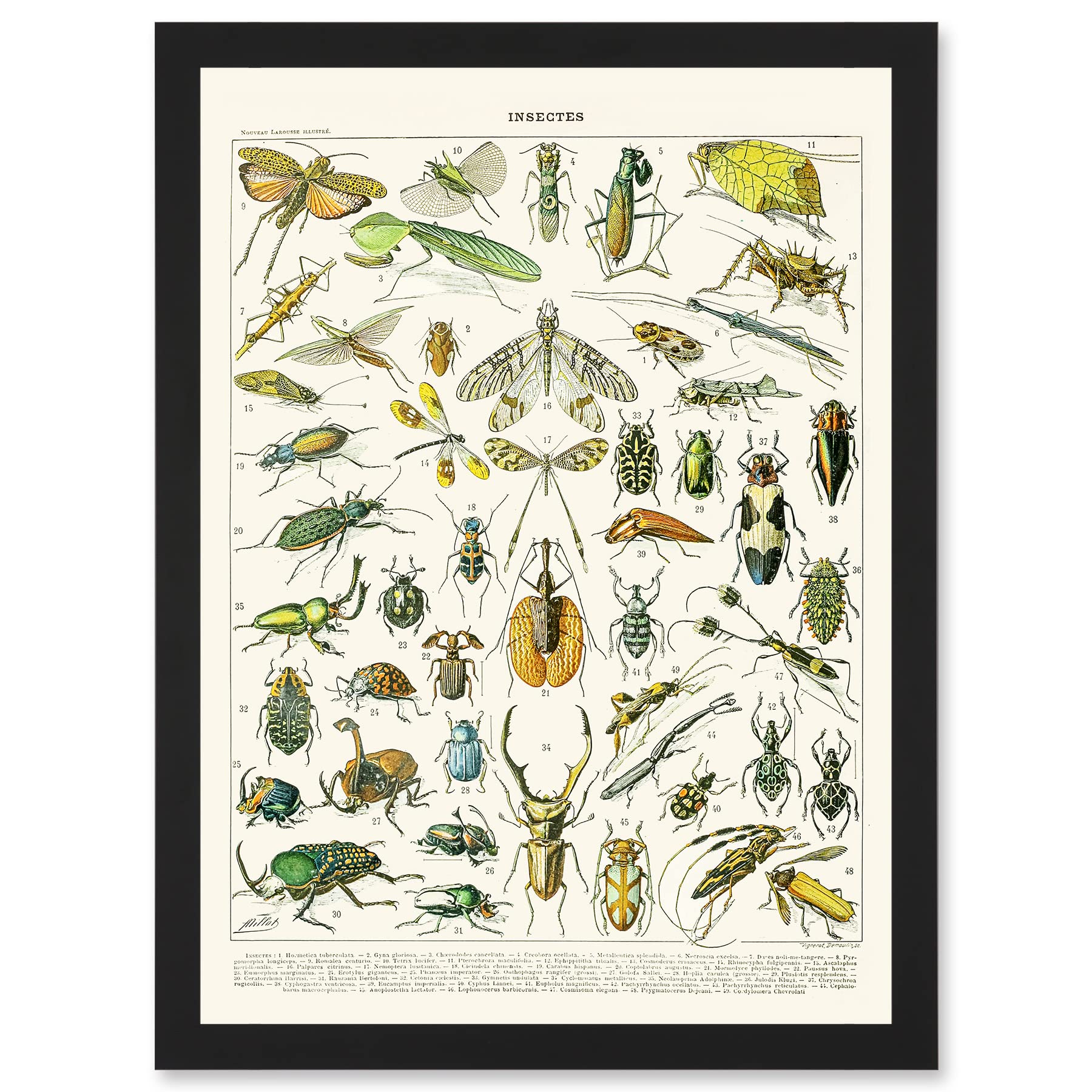 Millot Encyclopedia Flying Insects Beetle Framed Wall Art Print A4 - Vintage Nature Artwork - Artery8