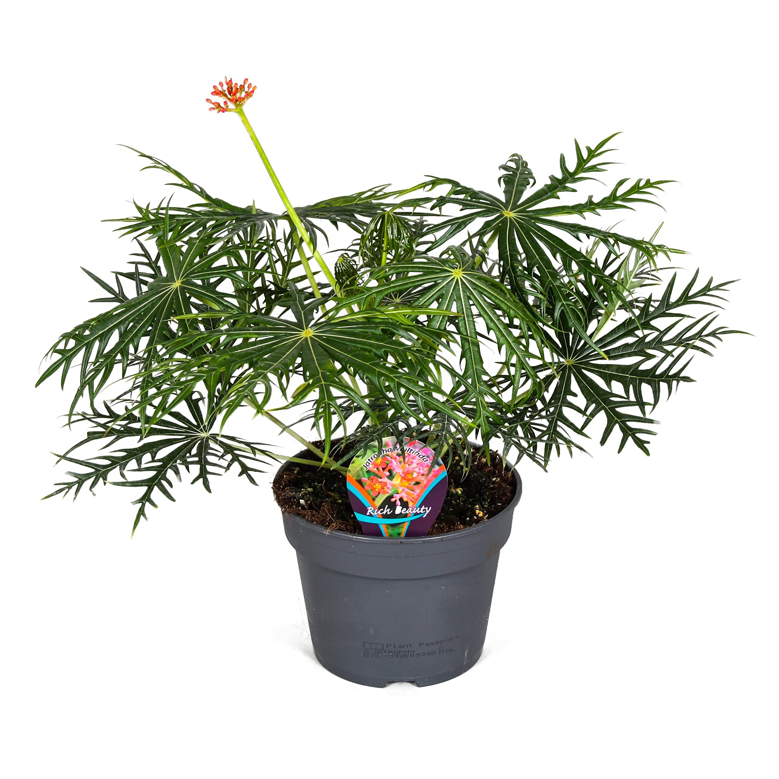 Plant in a Box - Jatropha Multifida - Korallenpflanze - Fingerhut-Pflanze -  Exotische Topfpflanze - Topf 17cm - Hhe 40-50cm : Amazon.de: Garten