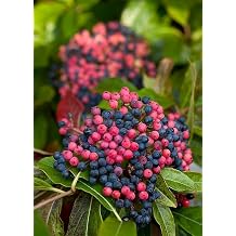 BrandywineTM Viburnum Shrub - Beautiful Berries/Hardy - Proven Winners - 4" Pot