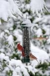 Brome 1015 Squirrel Buster Classic 5.3"x5.3"x20.625" Wild Bird Feeder with 4 Feeding Ports, 1.4qt Seed Capacity