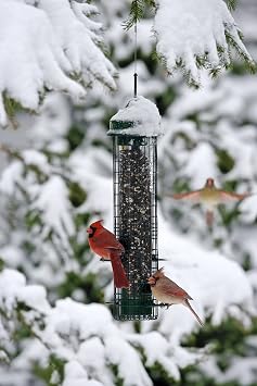 Squirrel Buster Classic Squirrel-proof Bird Feeder w/4 Feeding Ports, 2.4-pound Seed Capacity & Standard Squirrel-proof Bird Feeder w/4 Metal Perches, 1.3-pound Seed Capacity, garden green