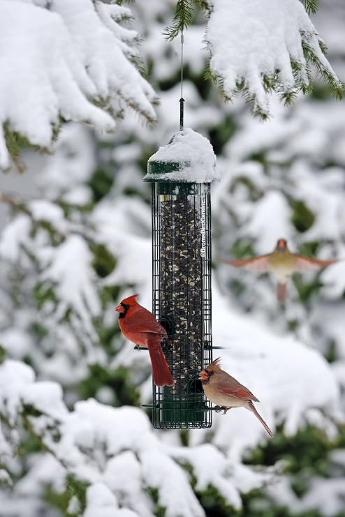 Squirrel Buster Classic Squirrel-proof Bird Feeder w/4 Feeding Ports, 2.4-pound Seed Capacity & Standard Squirrel-proof Bird Feeder w/4 Metal Perches, 1.3-pound Seed Capacity, garden green