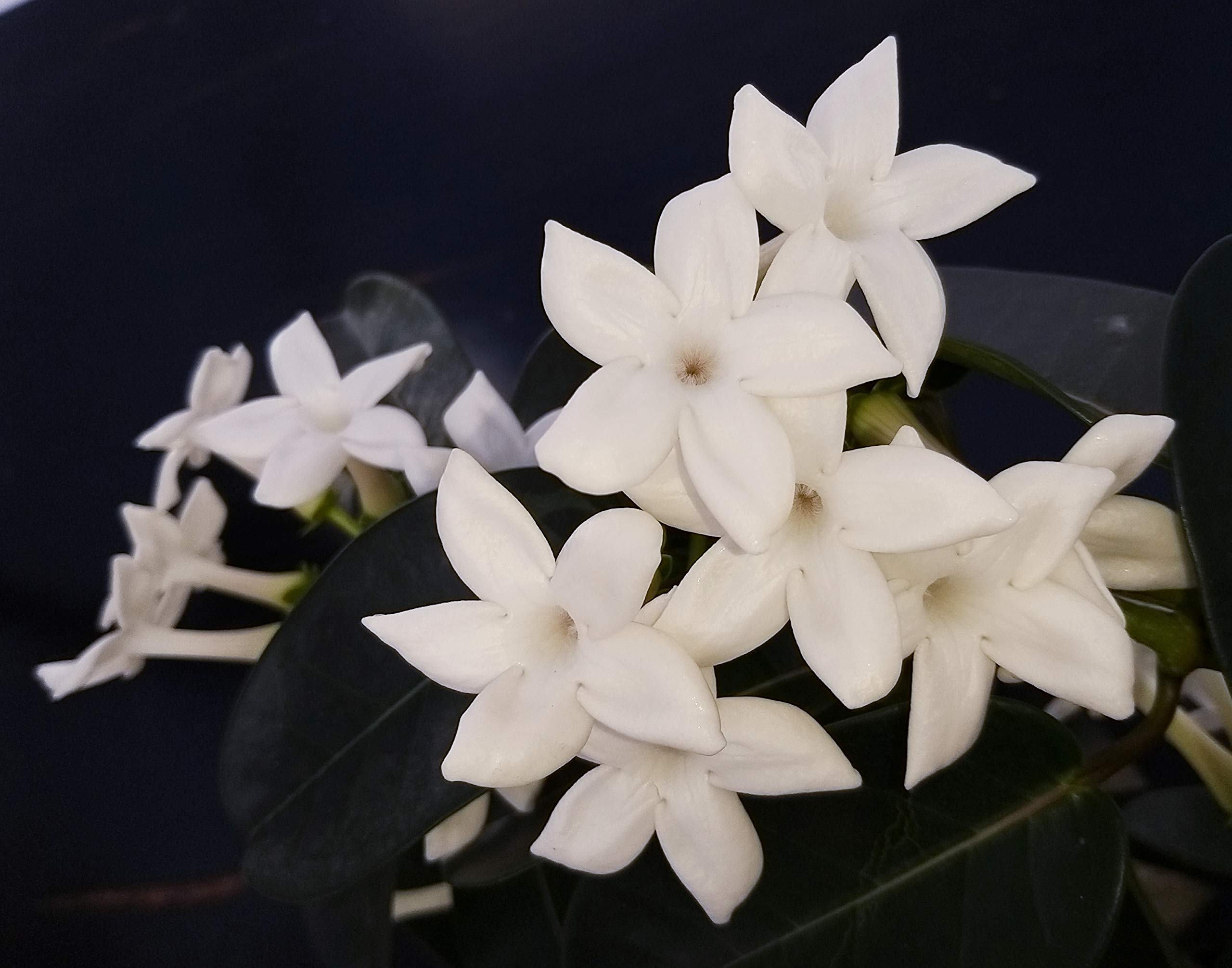 POWERS TO FLOWERS - STEPHANOTIS, GELSOMINO DEL MADAGASCAR IN VASO CERAMICA BIANCO A CERCHI CONCENTRICI, pianta vera