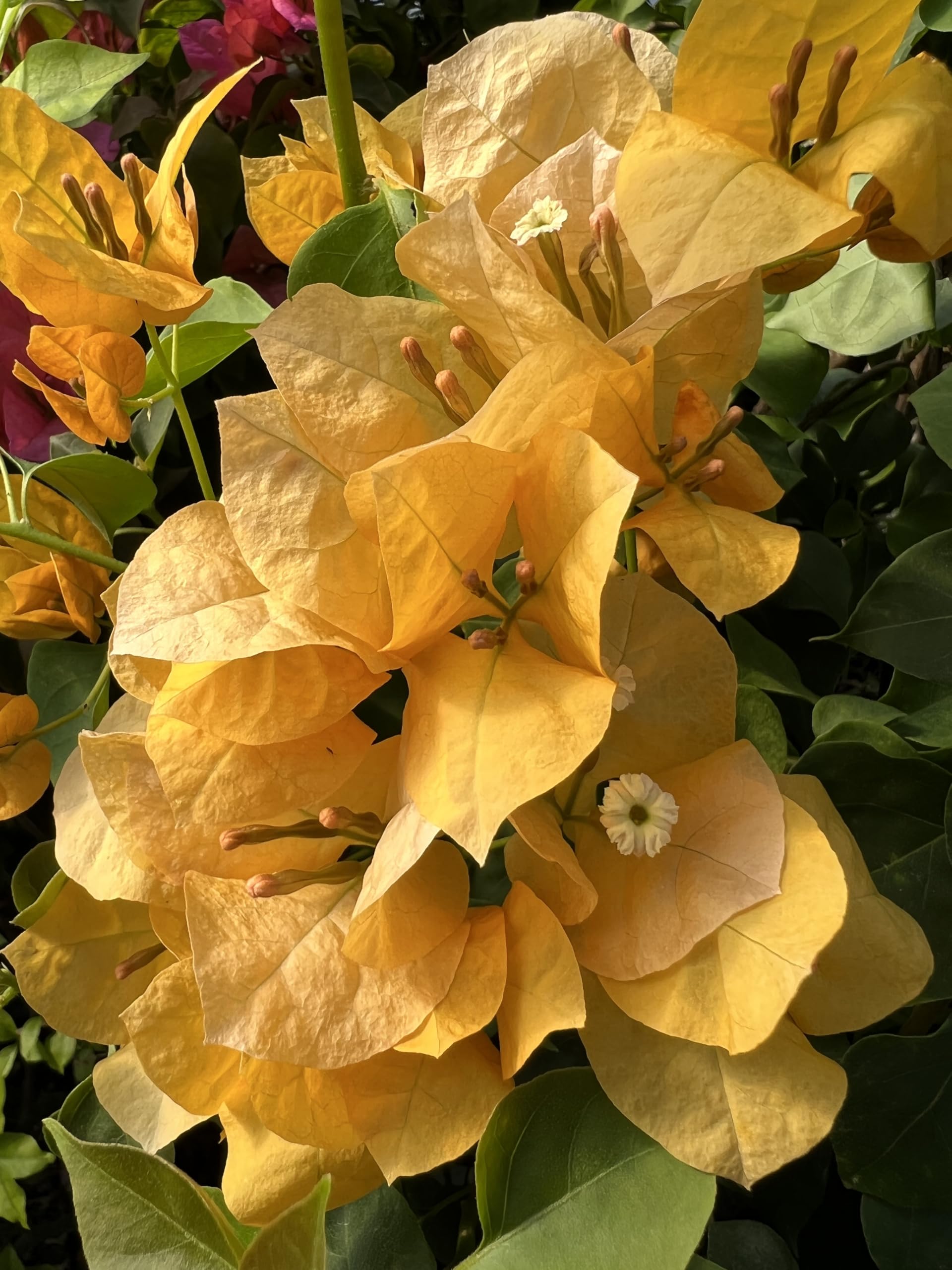Bougainvillea Live Plant