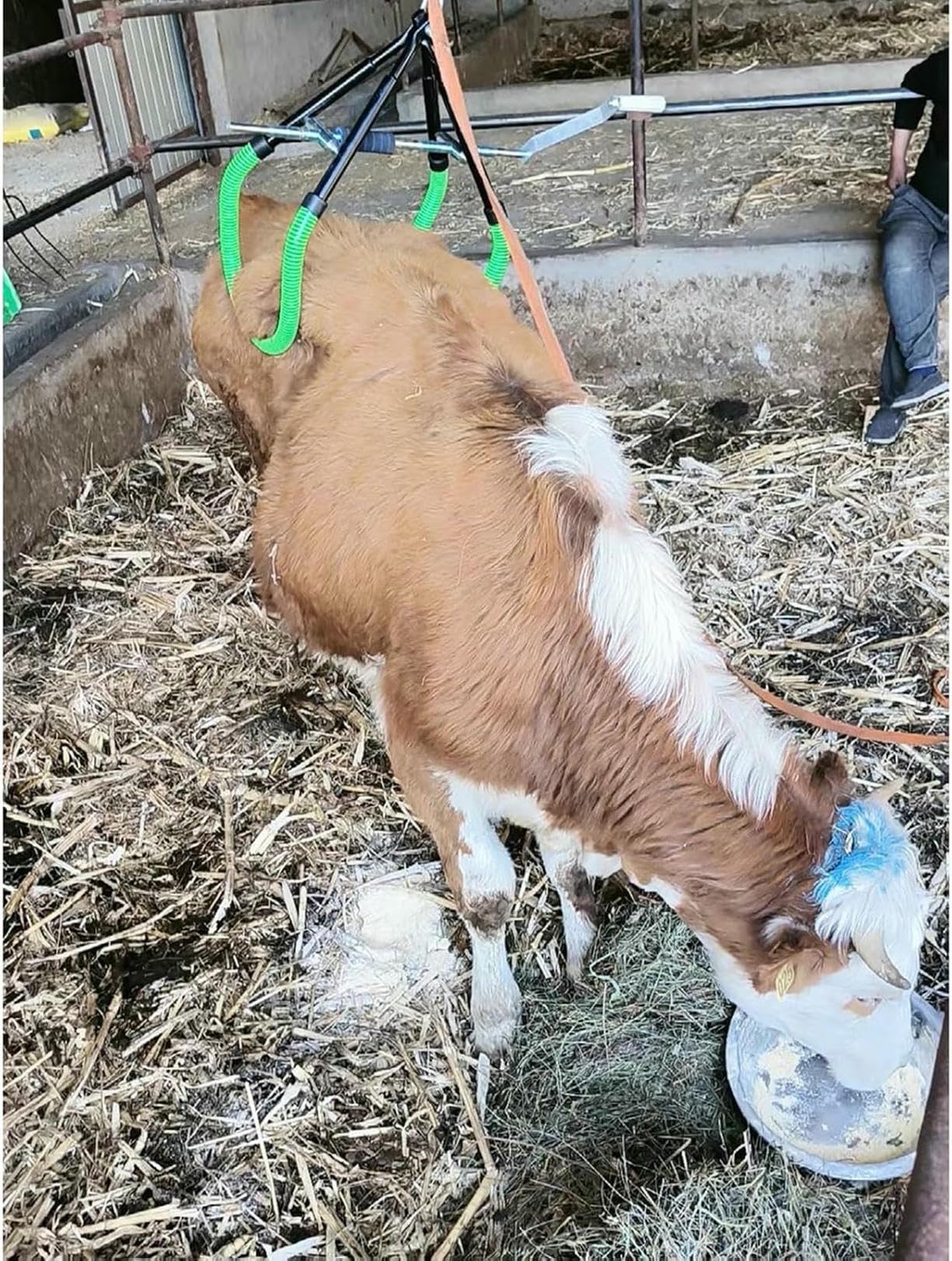 Ascensore dell'anca della mucca per il parto ob mungitura della mucca zoppa del parto, morsetto regolabile dell'anca del bestiame, supporto in acciaio strumento di assistenza per l'assistenza