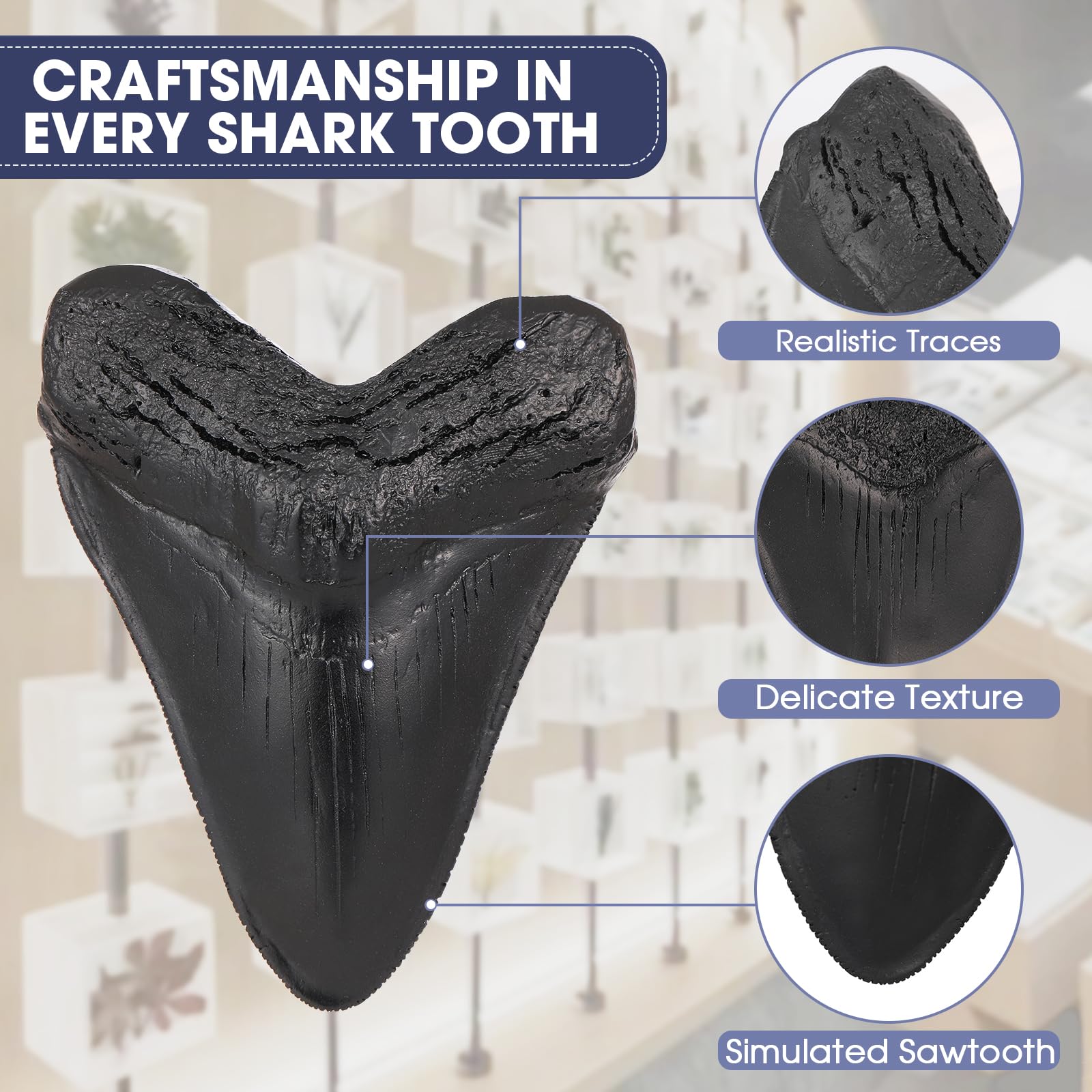 Dent de Mégalodon Fossile Noire, Vraie Dent de Requin avec Dent de Scie pour Collectionneurs