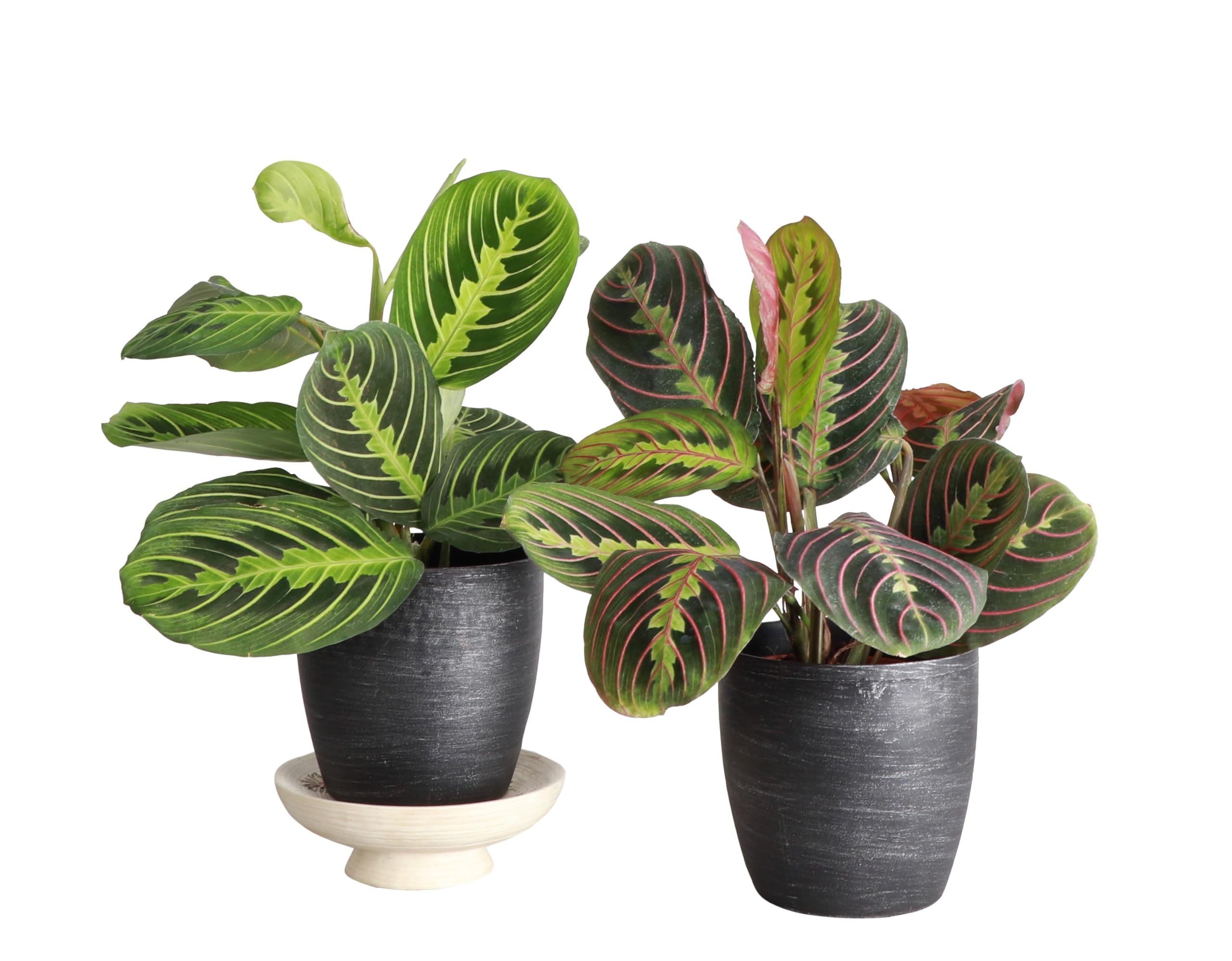 Thorsen's Greenhouse Prayer Plants Set of 2