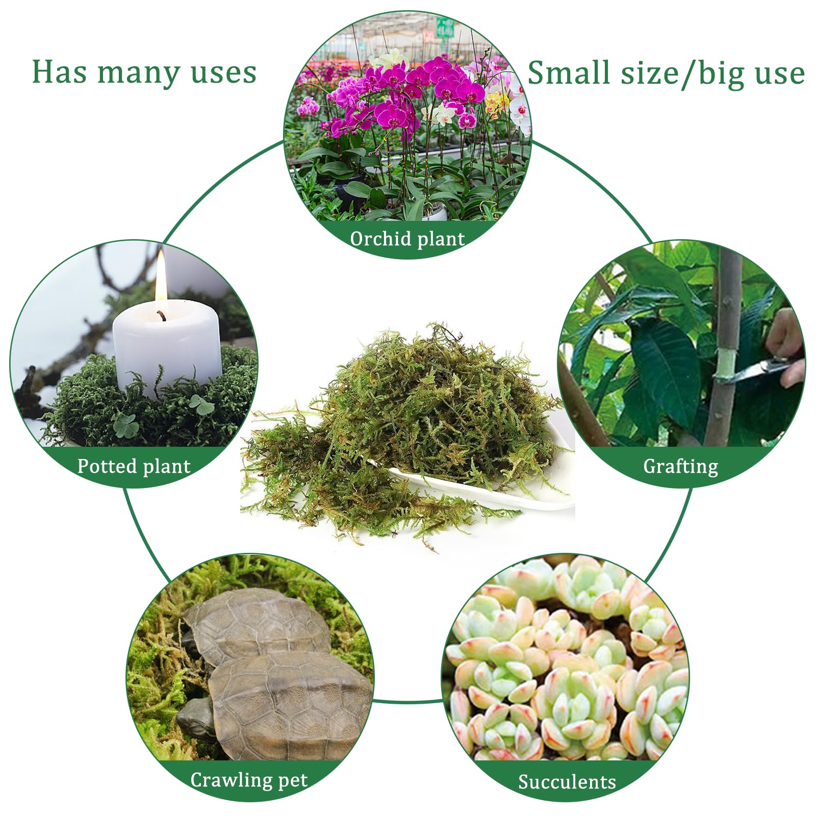 CONNECTION Sphagnum Mech dla Roślin 200g Naturalny Mech Torfowy Naturalny Sphagnum Mech dla Gadów Mech do Rękodzieła na Terrarium, Klatki dla Gadów, Gazony, Ogród, Rośliny Pokojowe, Dekoracja