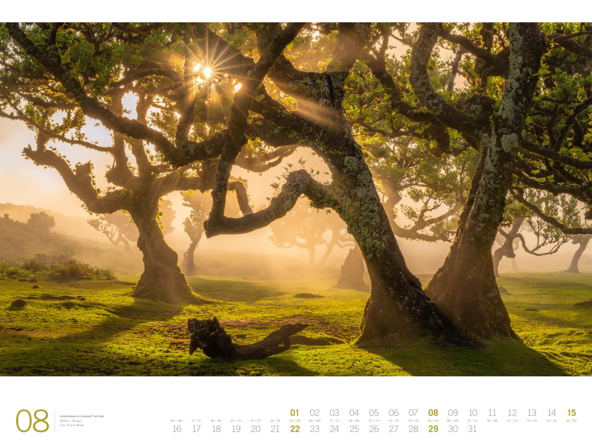 Wald Gallery Kalender 2027: Geschmackvoller Natur-Kalender im großen Querformat (66x50 cm) | Wälder und Bäume im Großformat