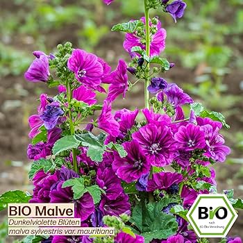 dunkelviolette Blüten