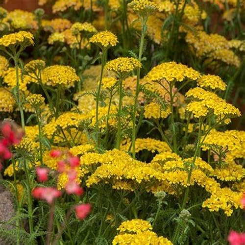 Miniatura 2 de CHUXAY GARDEN 250 semillas de Achillea Millefolium amarillo semillas, milenrama común, pimienta de anciano, ortiga del diablo, sanguinario, milfoil,